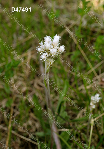 Small Pussytoes (Antennaria howellii)